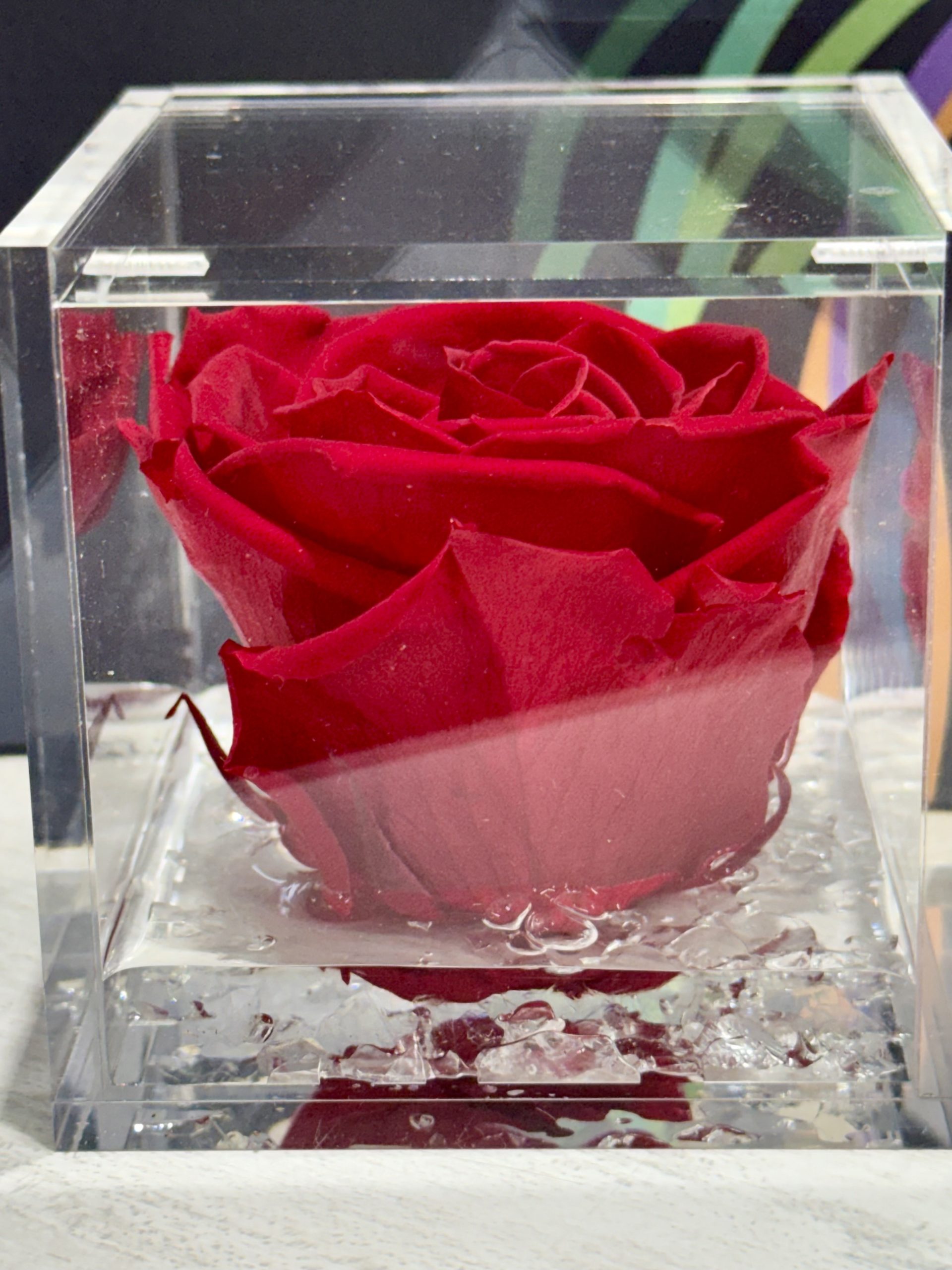 Rosa Eterna Flowercube mediana 8×8