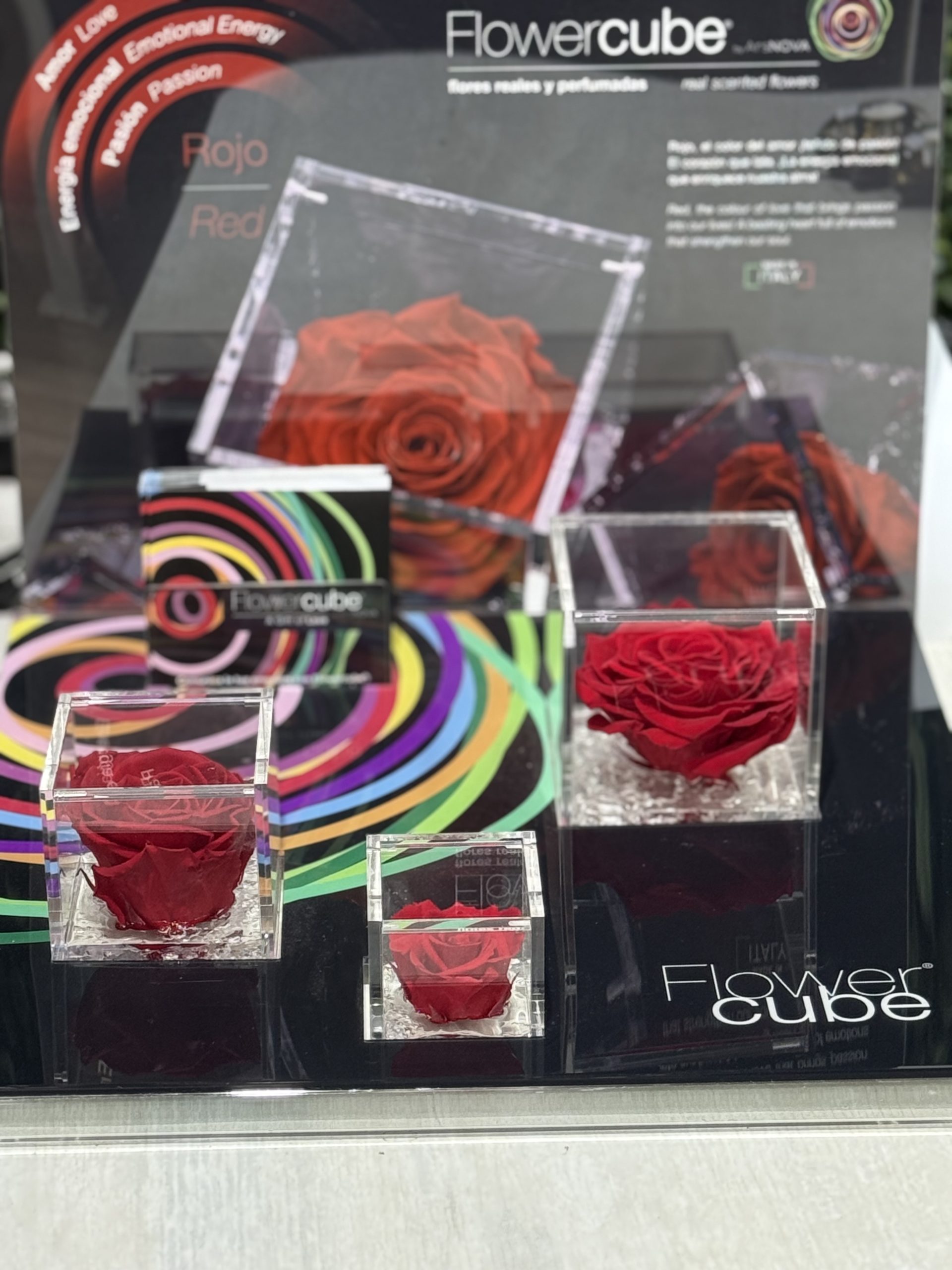 Rosa Eterna Flowercube pequeña 6x6 - Imagen 5