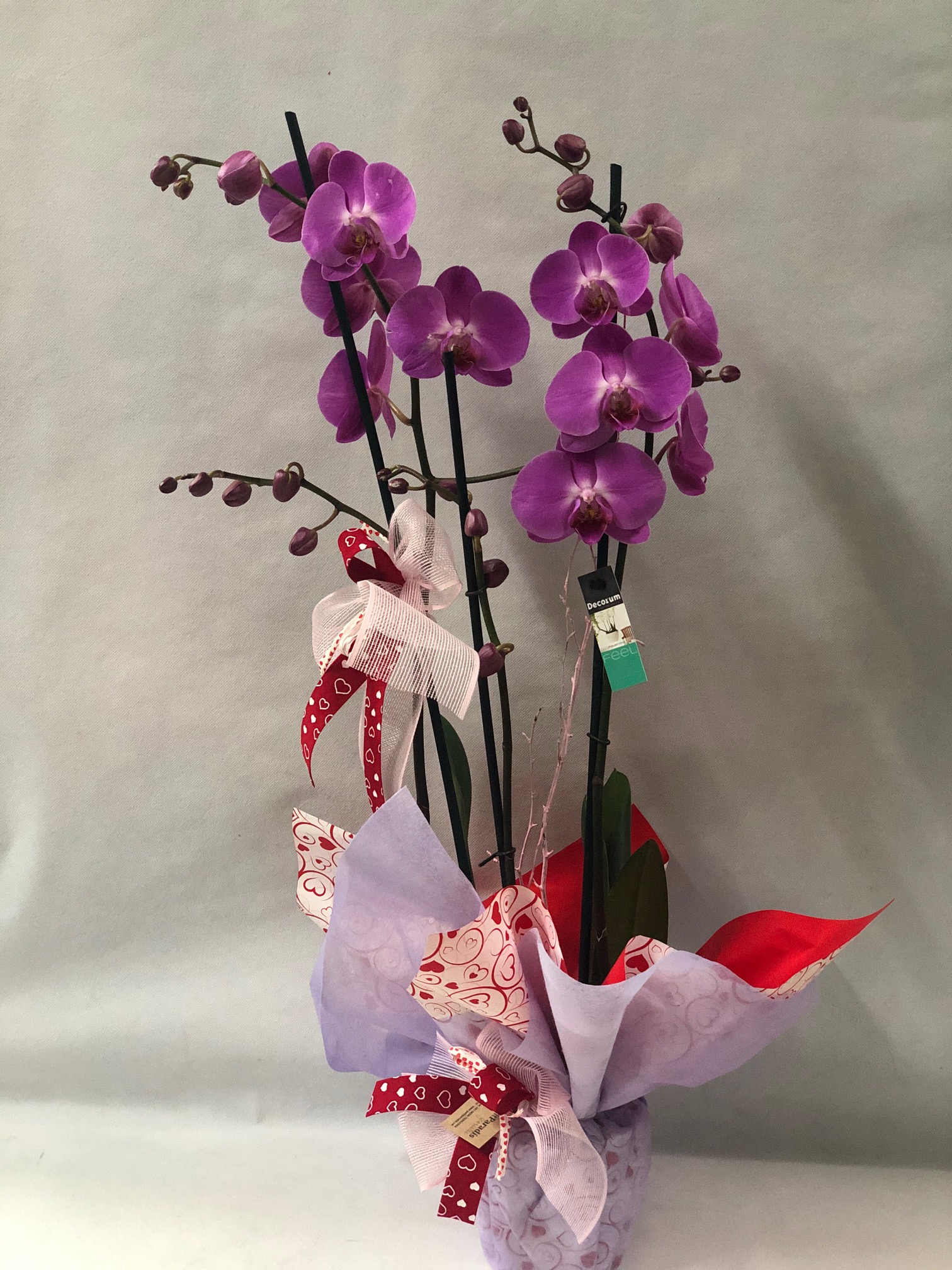 Orquídea romántica