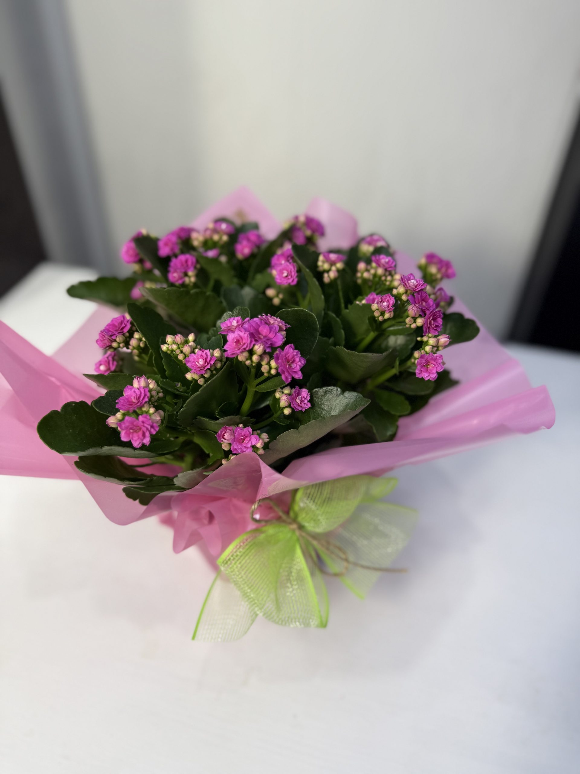 Kalanchoe Triple Rosa