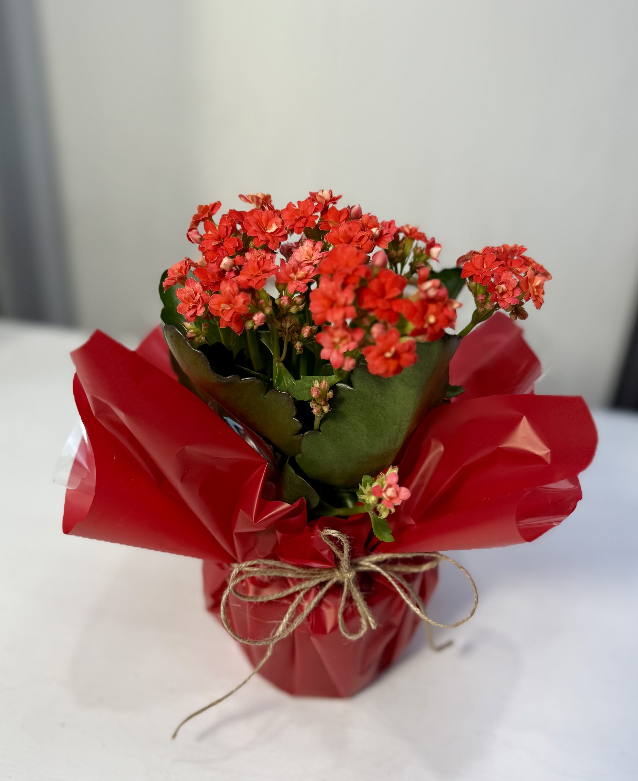 Kalanchoe Individual Roja