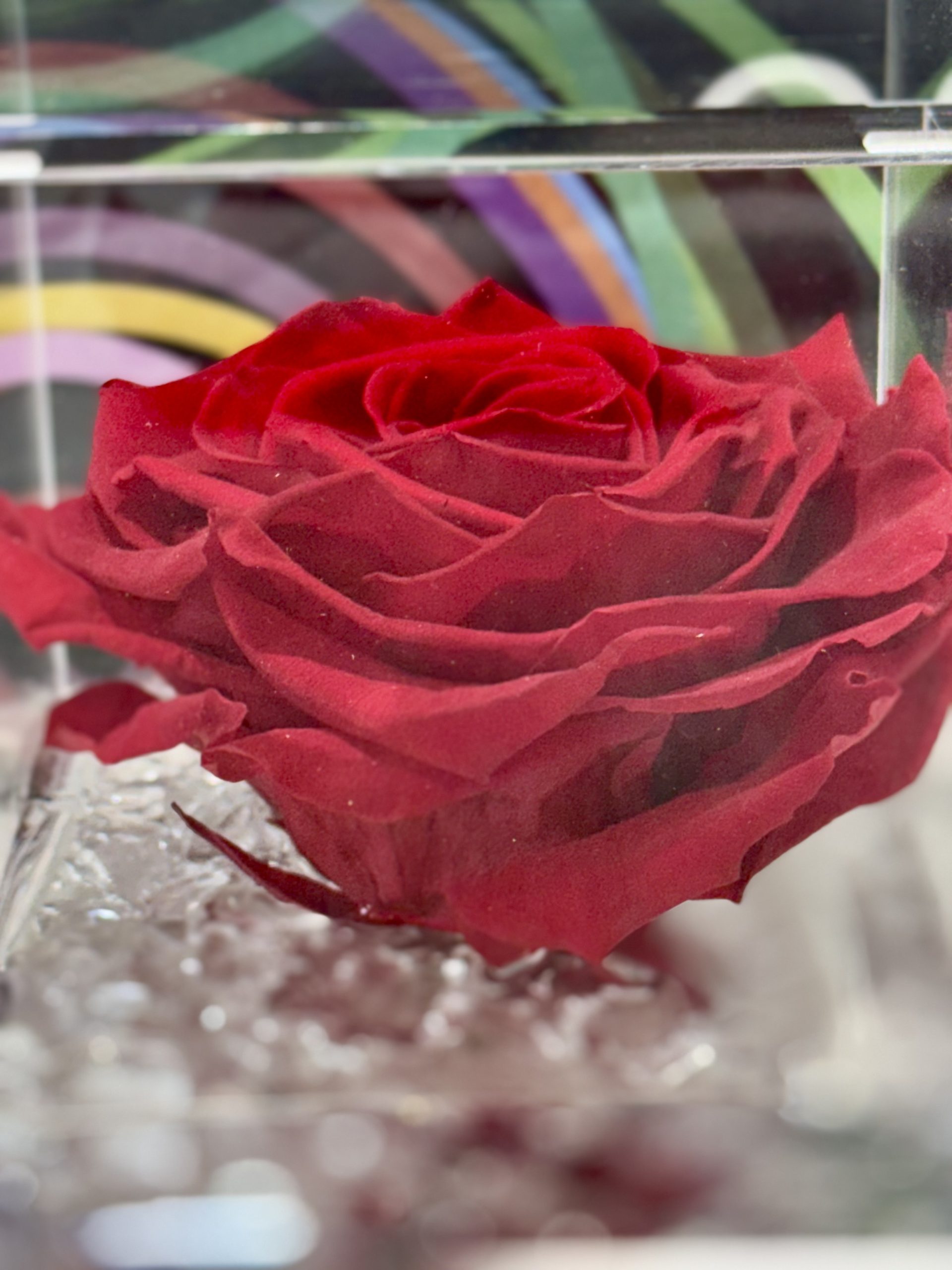 Rosa preservada Flowecube grande 10X10