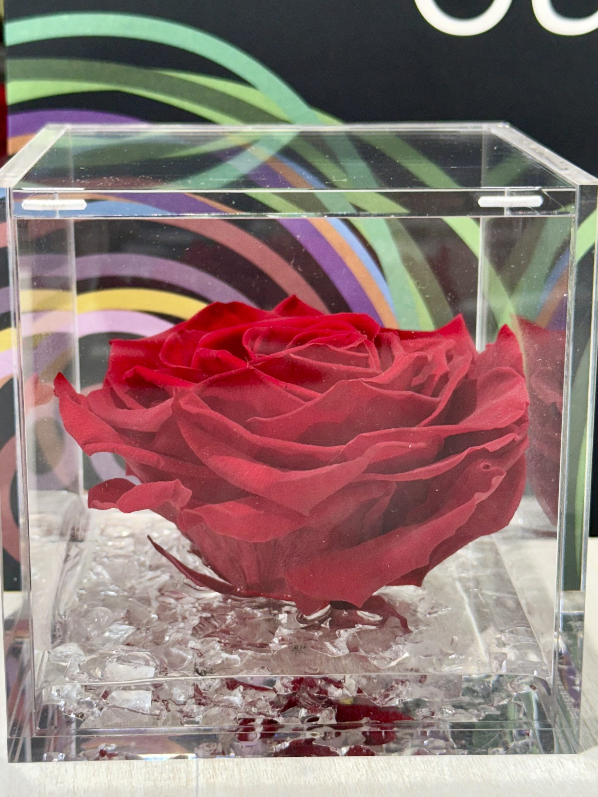 Rosa Eterna Flowercube grande 10x10 - Imagen 6