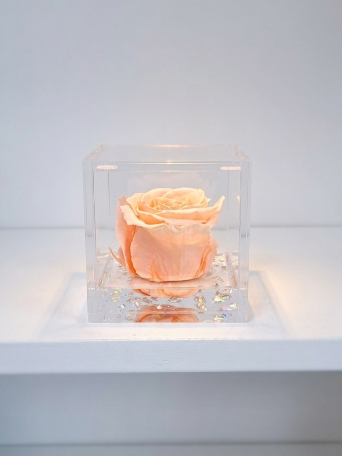 Rosa Eterna Flowercube Melocotón mediana 8×8