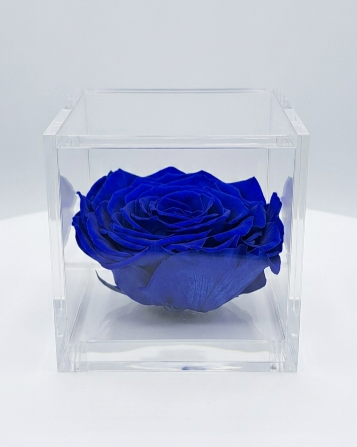 Rosa Eterna Flowercube Azul Oscuro grande 10×10