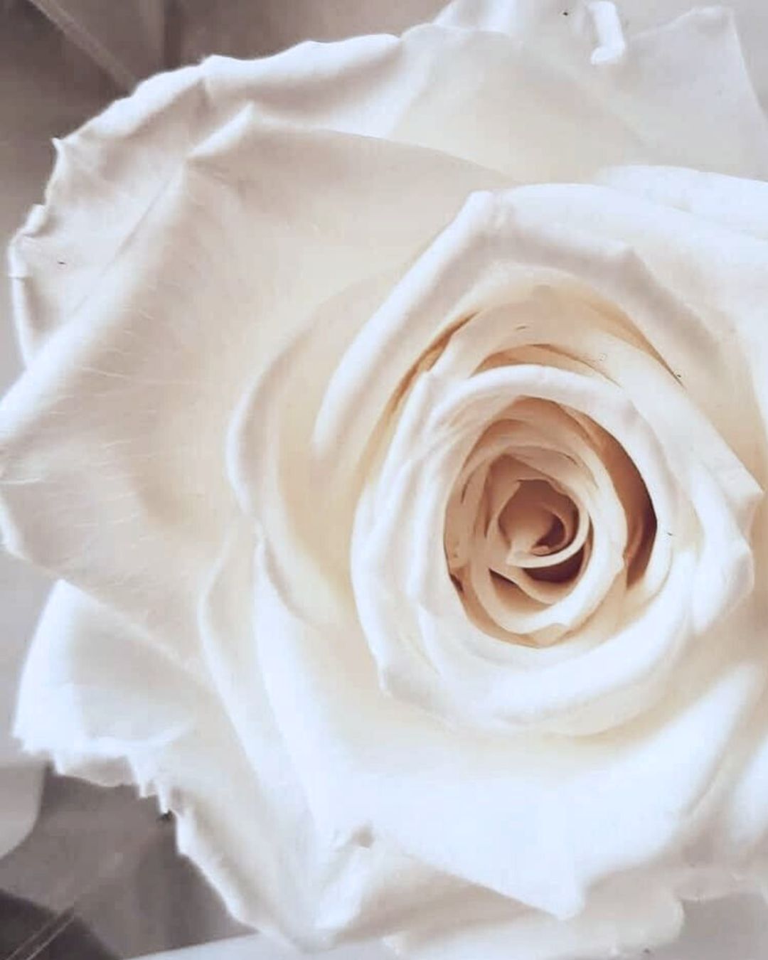 Rosa Eterna Flowercube Blanca grande 10x10 - Imagen 3