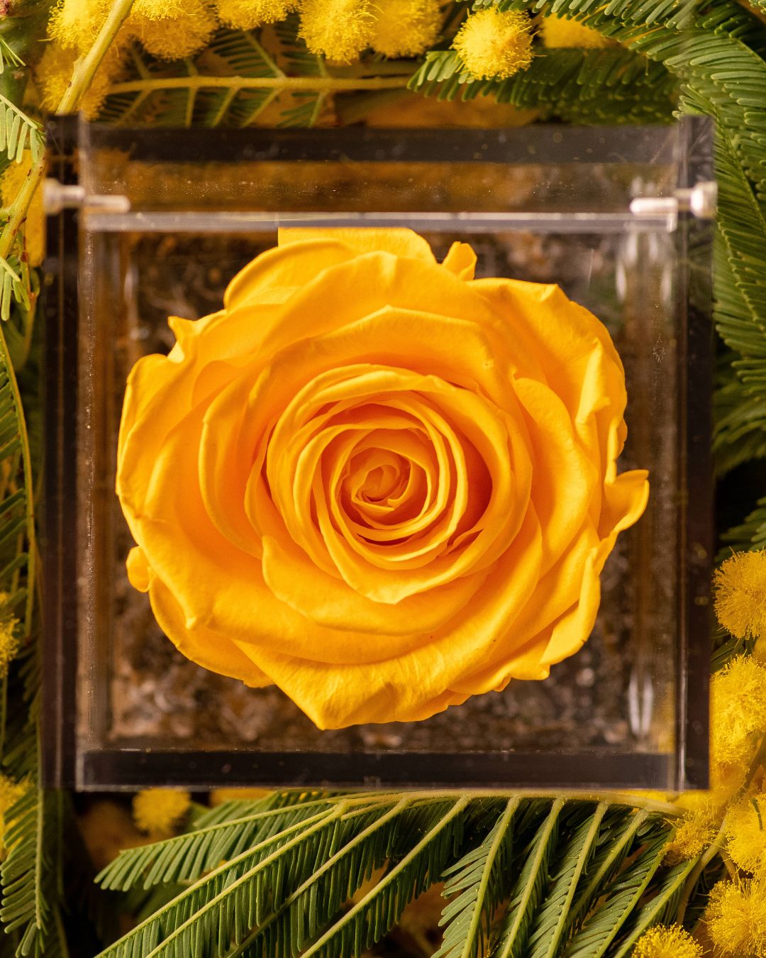 Rosa Eterna Flowercube Amarilla grande 10×10