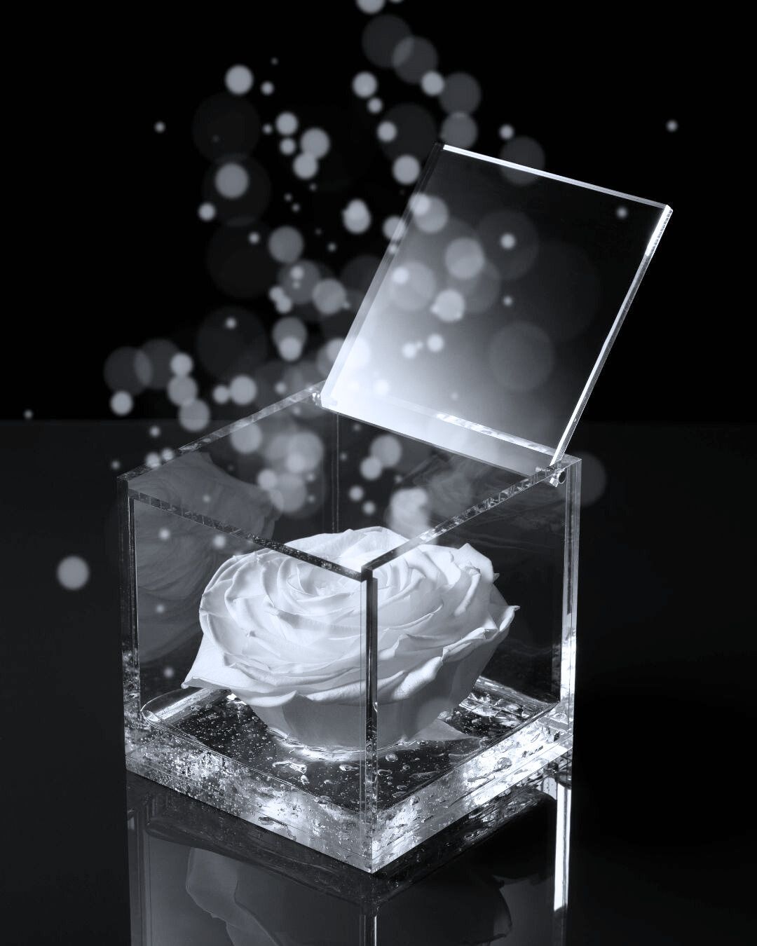 Rosa Eterna Flowercube Blanca grande 10×10