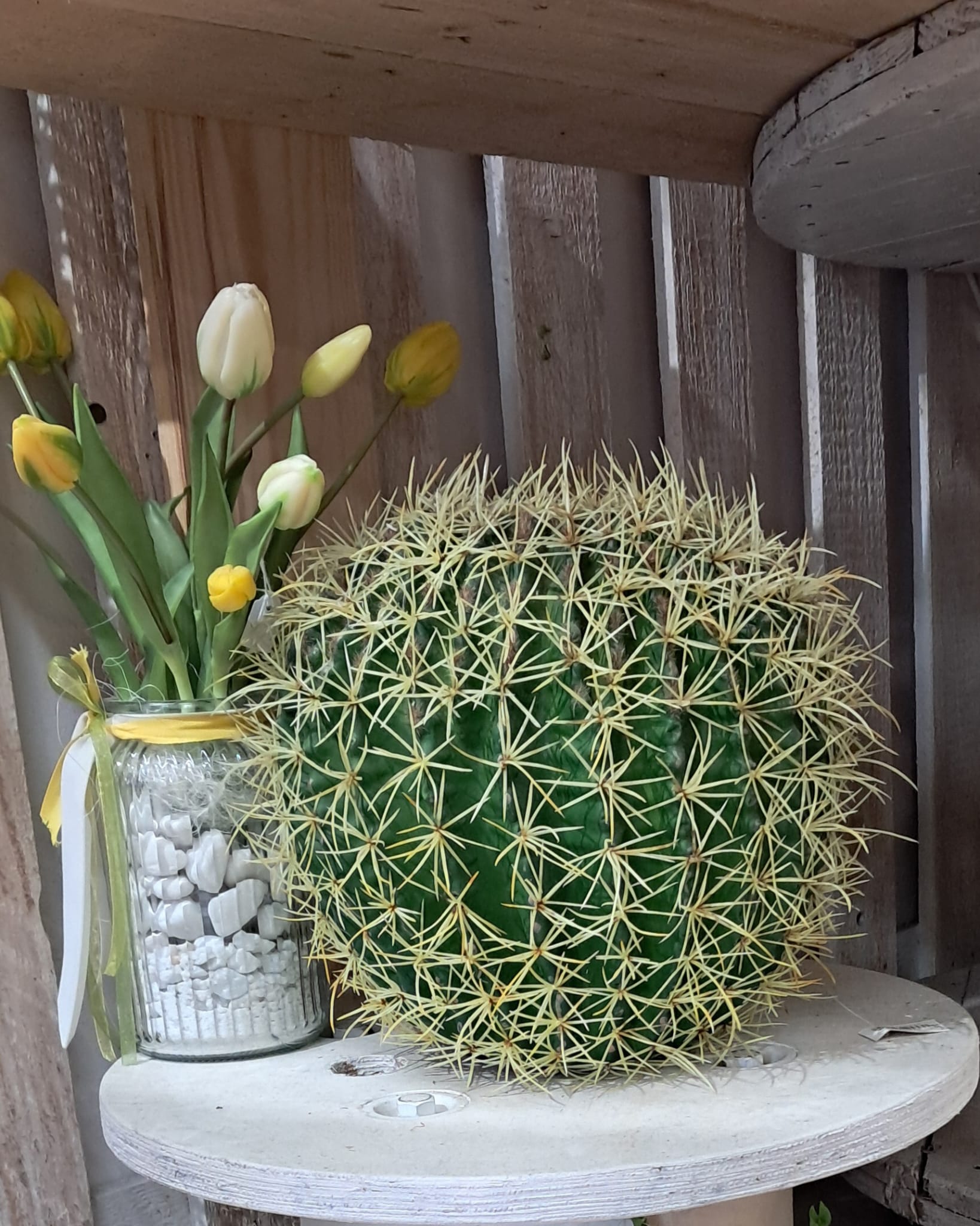 Cactus Asiento de suegra