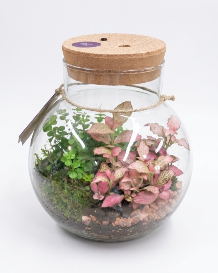 Eco Terrario Wardians Fittonia Rosa Led